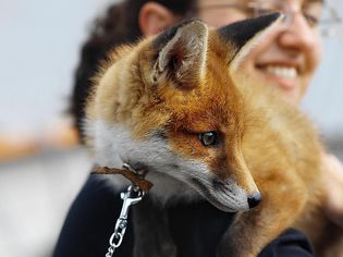 Close up view of a woman holding a fox