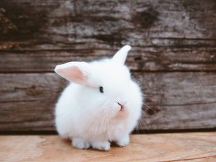 understanding rabbit behavior