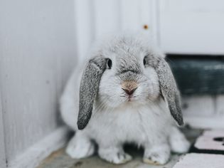 sick pet rabbit