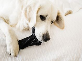 a dog chewing on a sock