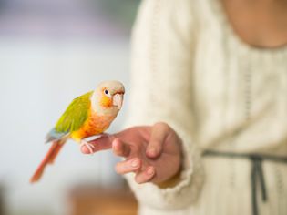 Parakeet on a finger