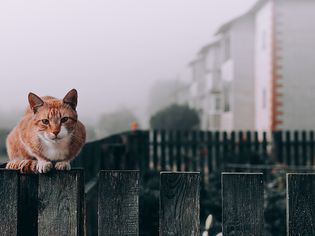 Orange Tabby Cat Perched on a Fence and Looking at the Camera