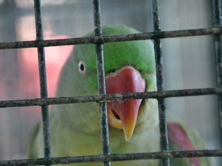 A sad looking Indian Parrot