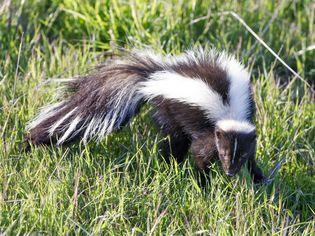 Skunk in grass