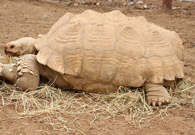 Sulcata tortoise walking on dirt and hay 