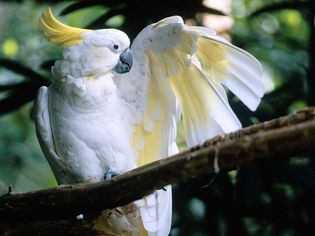 A white sulphur-crested cockatoo sitting on a branch with its left wing spread.