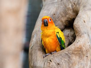 Sun Conure parrot standing at branch