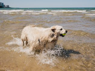 English labrador dog walking in beach water with tennis ball in mouth