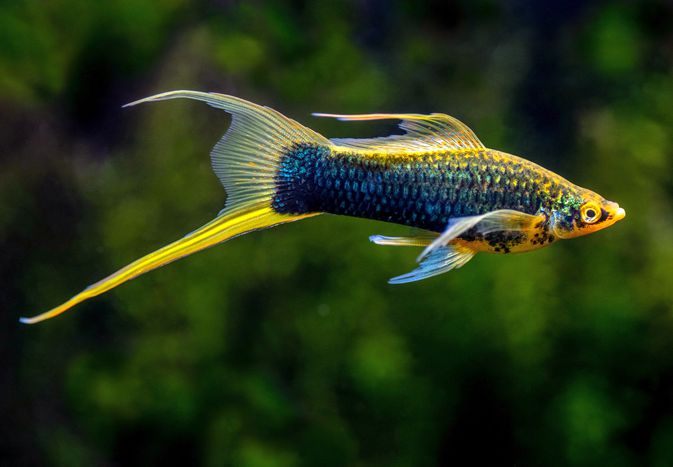 Swordtail fish profile