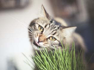 Tabby cat eating cat grass