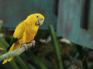 The golden parakeet bird or golden conure