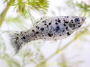 Mollie fish with gray and black-spotted scales swimming near foliage closeup