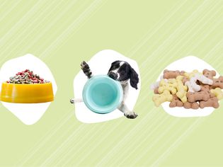 Photo composite of dog food bowl, dog with bowl and dog bone treats on green background