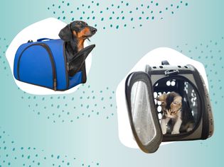 Dogs and Cats in Travel Bags 