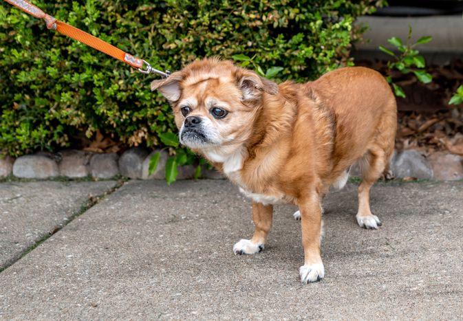 Light brown and white dog standing with leash being pulled