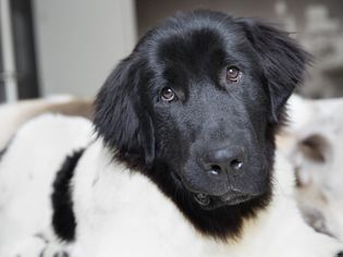 Large black and white Newfoundland dog with head slightly turned