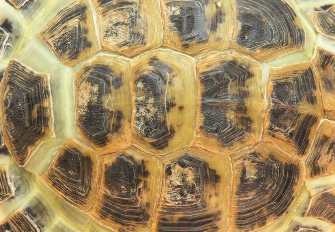 Close-up of a tortoise shell