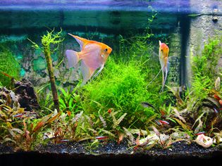 Tropical fresh water aquarium front view with lush foliage plants and some fishes yellow Pterophyllum Scalare and Cardinalis neon
