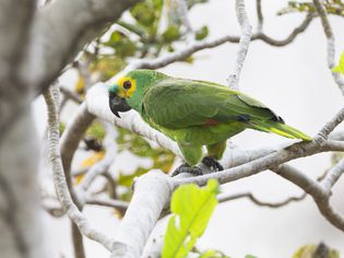 Turquoise-fronted amazon parrot perching on branch