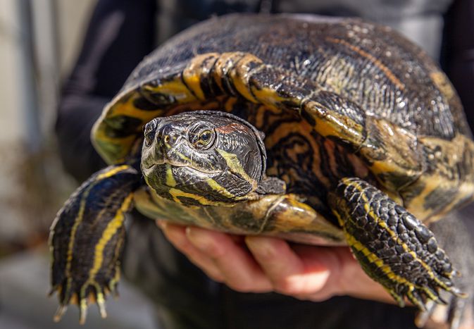 Western painted pet turtle held in hand closeup