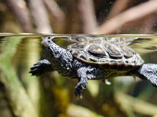 Turtle swimming in tank