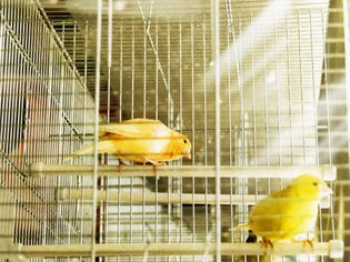 Two Caged Canary Birds