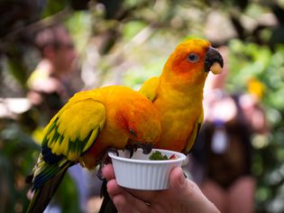 Two sun conure parrots being hand fed