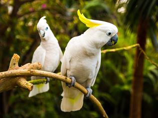 Two white cockatooes
