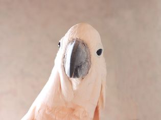 White cockatoo head with gray beak closeup