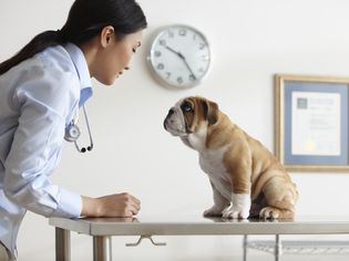 Vet And Bulldog Puppy Looking At Each Other