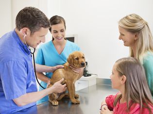 veterinarian, vet assistant, dog, and owner