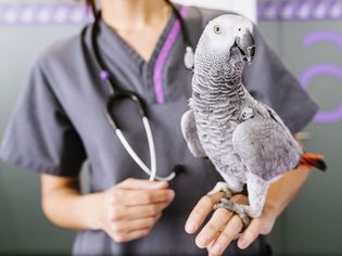 Veterinarian doctor is making a check up of a parrot.