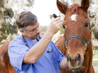 Veterinarian during medical exam of a horse
