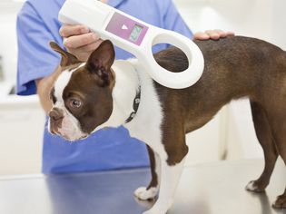 Veterinarian scanning dog for microchip