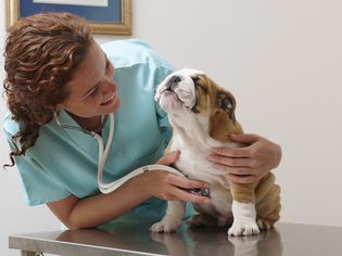 Veterinarian Examining Smiling Bulldog Puppy