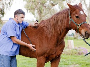Veterinarian examining the horse