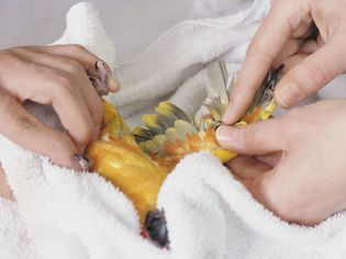 Veterinarian Treating Bird's Wing