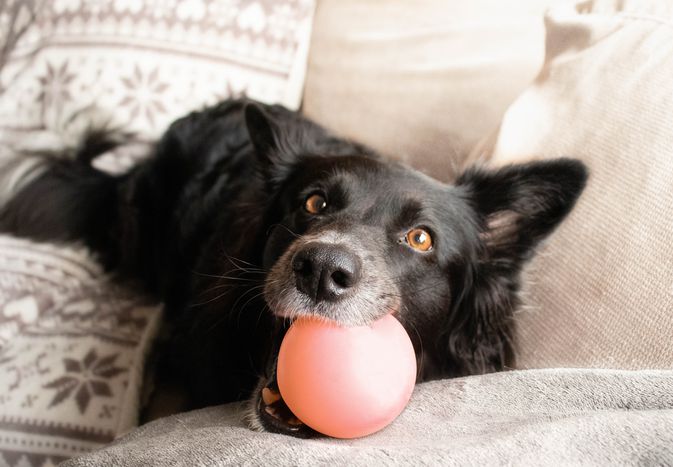 Black dog chewing on toy ball 