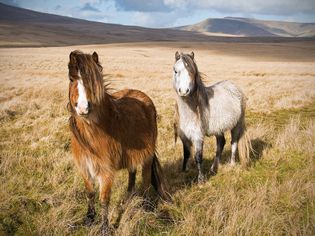 Welsh mountain ponies in Brecon Beacons