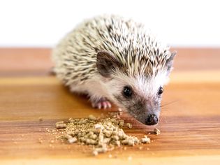 Pet hedgehog eating pieces and crumbs of kibble
