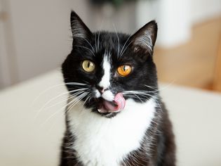 Black and white cat with tongue licking top of mouth