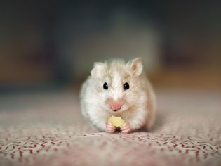 can hamsters eat cheese