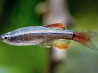 White cloud mountain minnow fish with gray scales and orange fins closeup
