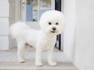 White Bichon Frise dog with manicured haircut