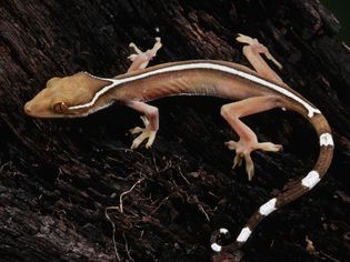 White-Lined Gecko