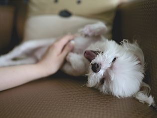 How to Massage a Dog: Physical Therapy Techniques
