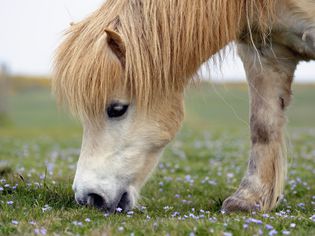 White Shetland Pony Grazing