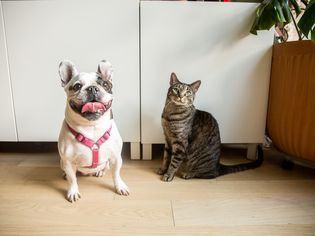 White bulldog with pink body collar next to brown and black striped cat