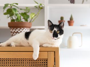 A cat lounging on top of a high dresser