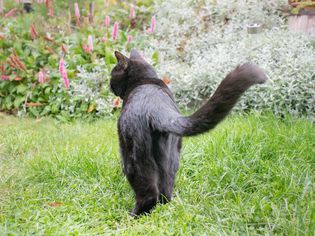 Black cat walking in grass with tail up and exposed back legs